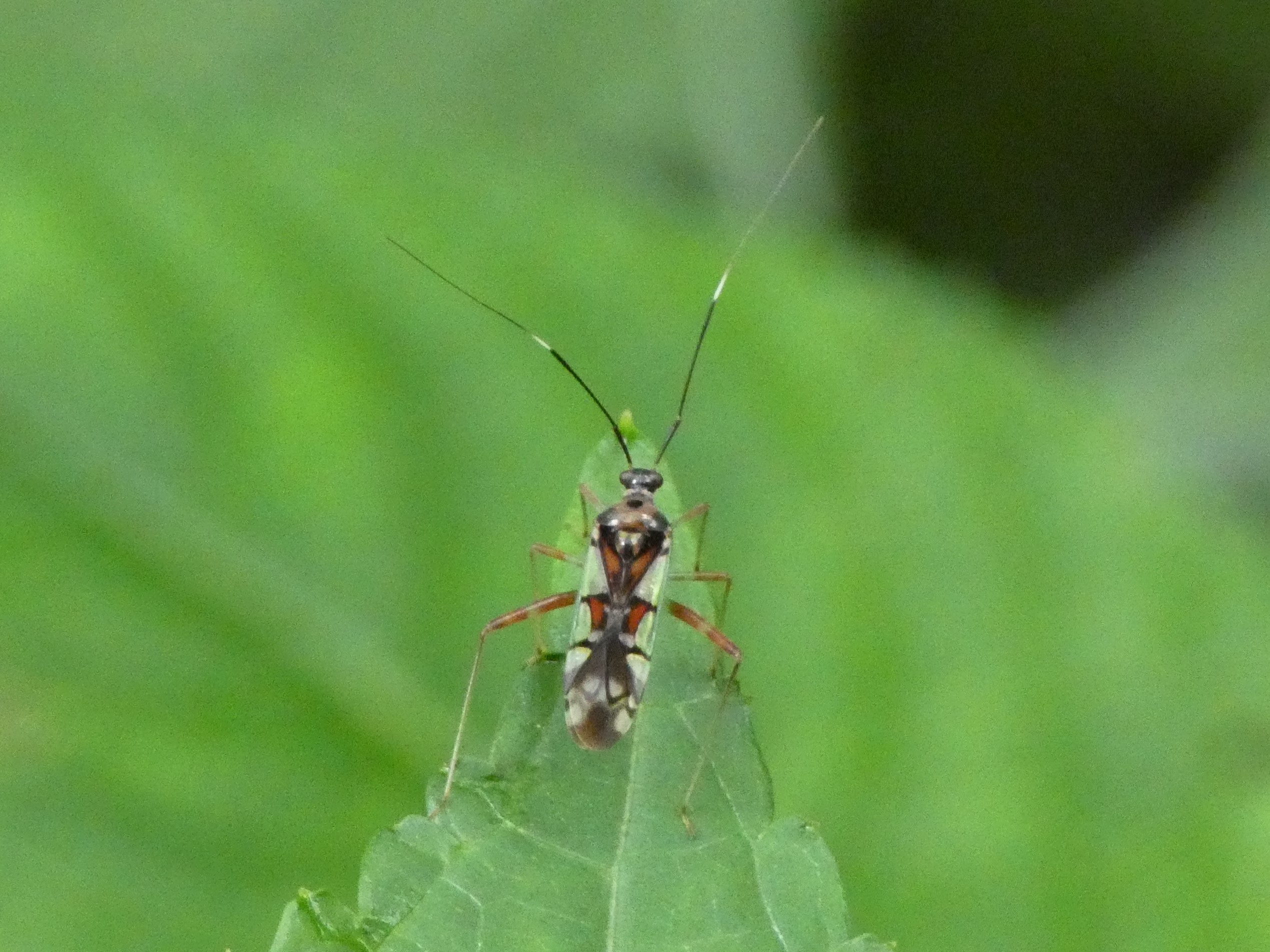 photo_1